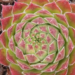 Sempervivum - Dachwurz - Hauswurz